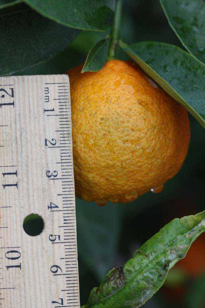            Fruit (Riverside, CA)   